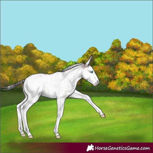 Horse Color:White Spotted Brown Splash 