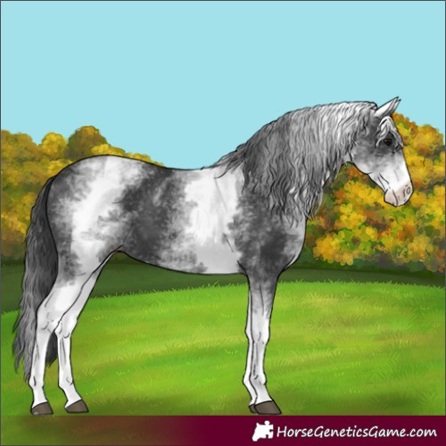 Horse Color:White Spotted Black 