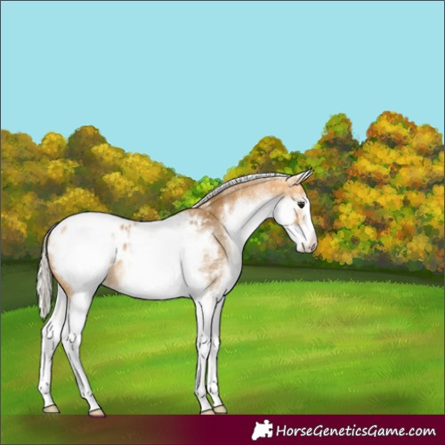 Horse Color:White Spotted Silver Buckskin Blanket