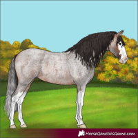 Horse Color:Unknown 
