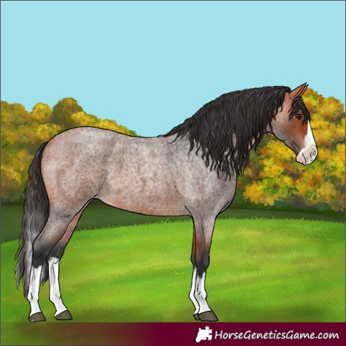 Horse Color:Bay Roan Splash 