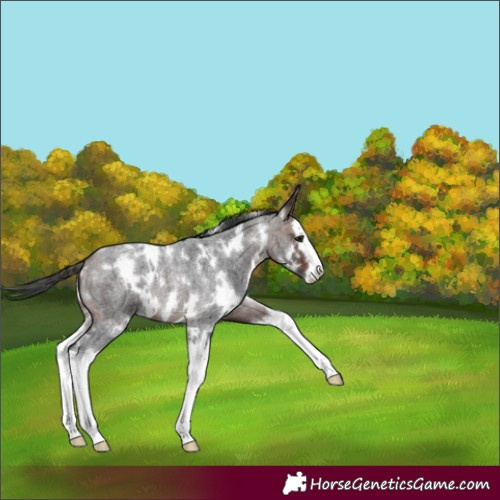 Horse Color:White Spotted Brown Roan Splash