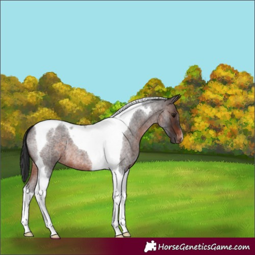 Horse Color:Brown Roan Tobiano Blanket
