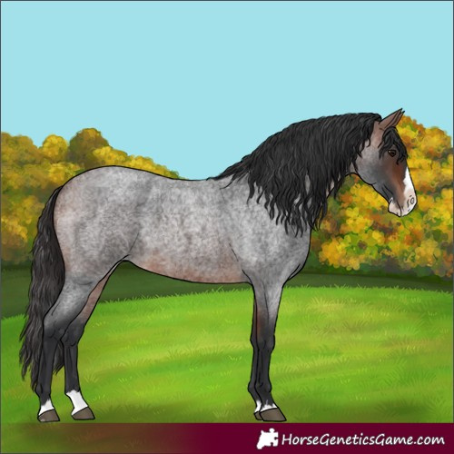 Horse Color:Unknown 