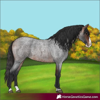 Horse Color:Unknown 