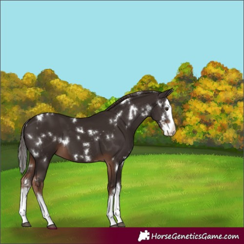 Horse Color:White Spotted Liver Chestnut Splash