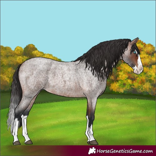 Horse Color:Unknown 
