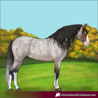 Horse Color:Unknown 