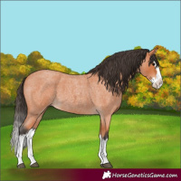 Horse Color:Unknown 