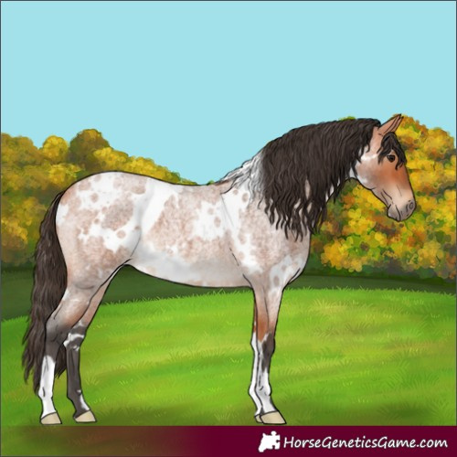 Horse Color:White Spotted Bay Roan