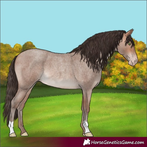 Horse Color:Amber Champagne Roan 