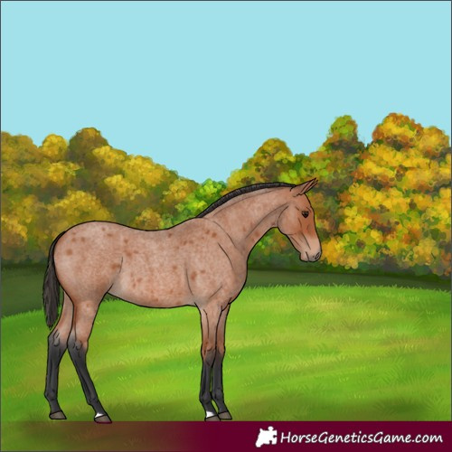 Horse Color:Bay Roan