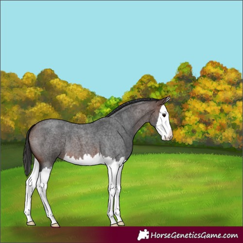 Horse Color:Brown Roan Splash