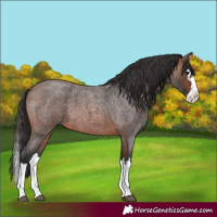 Horse Color:Unknown 