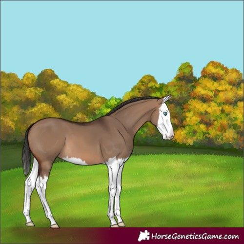 Horse Color:Brown Dun Splash 
