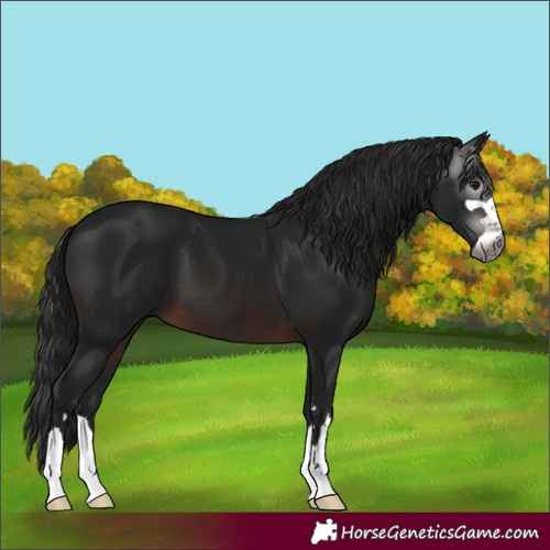 Horse Color:Unknown 