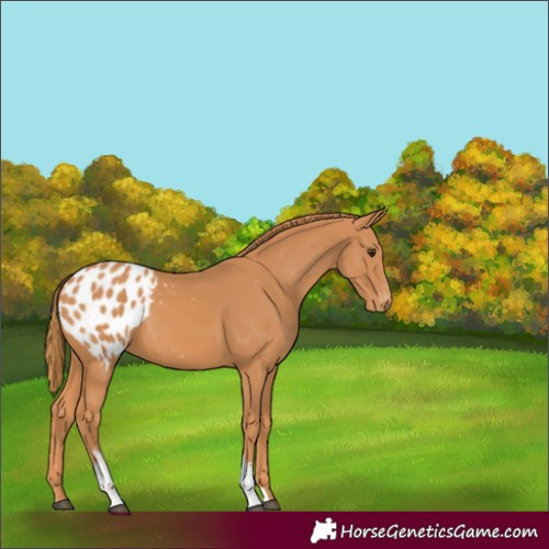 Horse Color:Chestnut Sabino Appaloosa