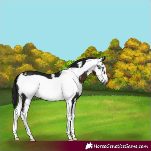 Horse Color:Gray Brown Sabino Frame