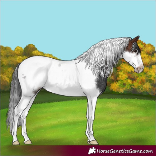 Horse Color:Brown Tobiano Frame Rabicano
