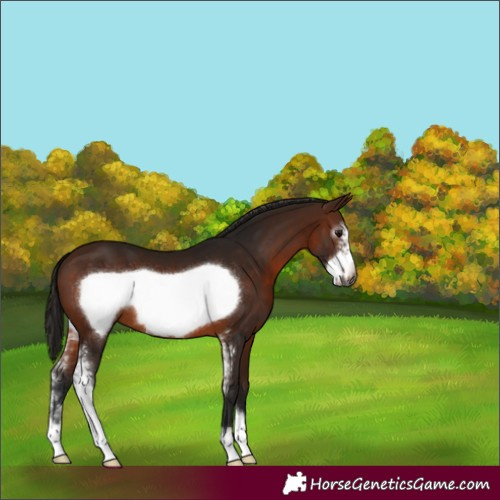 Horse Color:Gray Bay Sabino Frame 