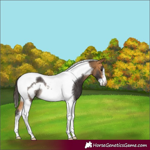 Horse Color:Buckskin Tobiano Frame Rabicano