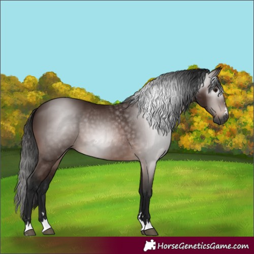 Horse Color:Unknown 