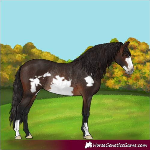Horse Color:Gray Bay Frame Rabicano 