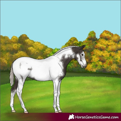 Horse Color:Gray Silver Black Tobiano Frame Rabicano 