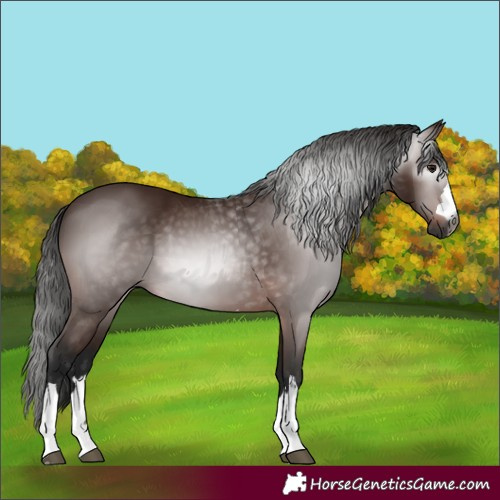 Horse Color:Unknown 