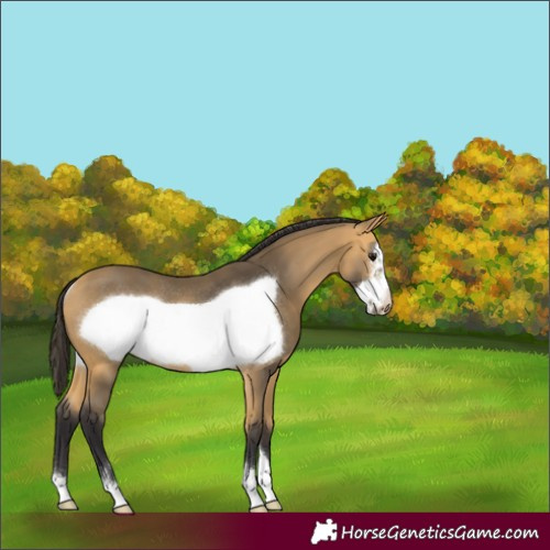Horse Color:Buckskin Frame Rabicano