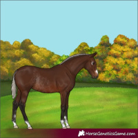 Horse Color:Gray Silver Bay Rabicano