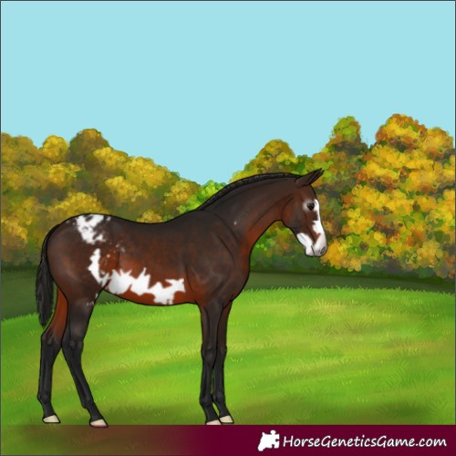 Horse Color:Gray Bay Frame Varnish 