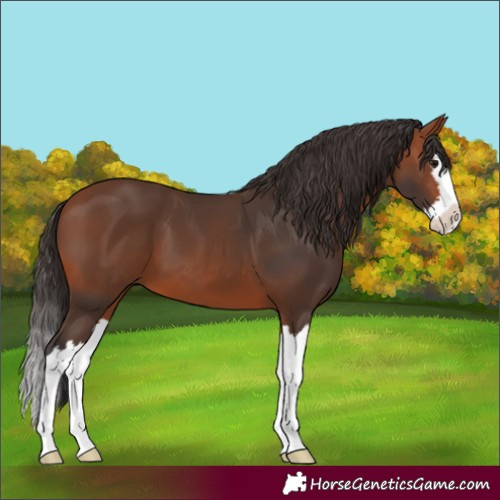Horse Color:Unknown 