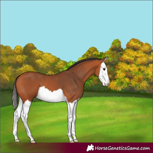 Horse Color:Bay Splash