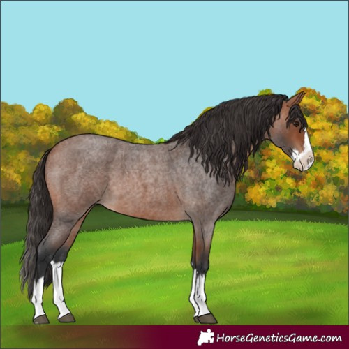 Horse Color:Unknown 