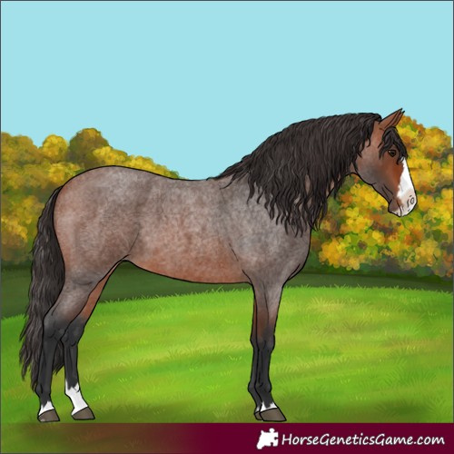 Horse Color:Unknown 