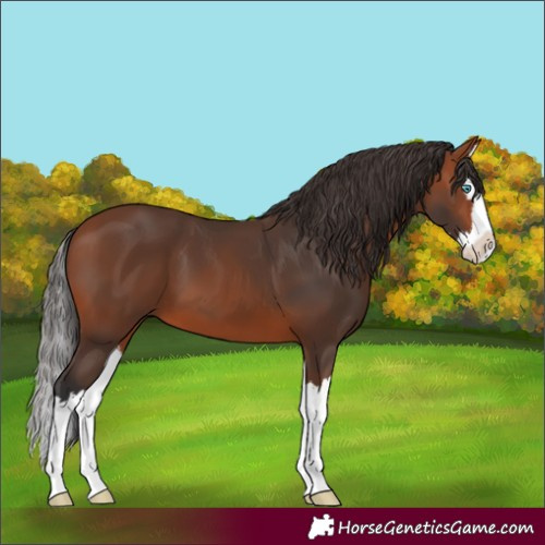 Horse Color:Unknown 