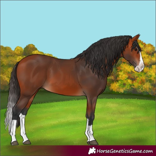 Horse Color:Unknown 