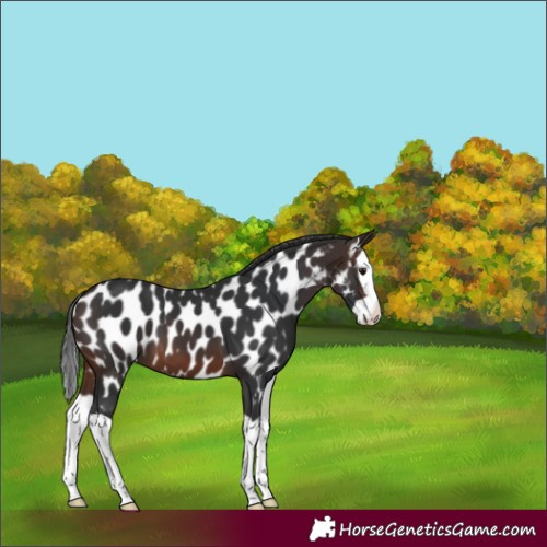 Horse Color:Brown Splash Near Leopard