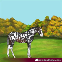 Horse Color:Brown Splash Near Leopard 