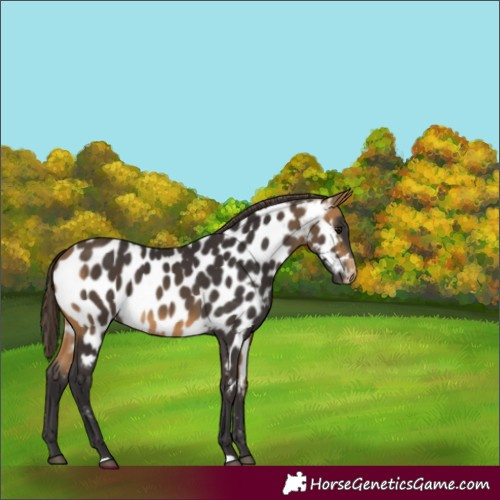 Horse Color:Unknown 
