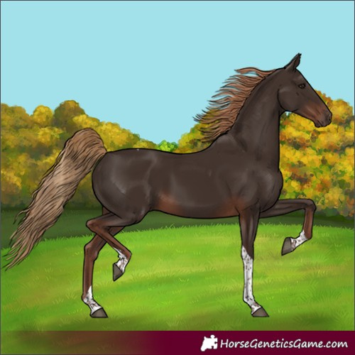Horse Color:Liver Chestnut Tobiano 