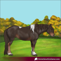 Horse Color:Liver Chestnut Tobiano