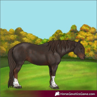 Horse Color:Liver Chestnut Tobiano 