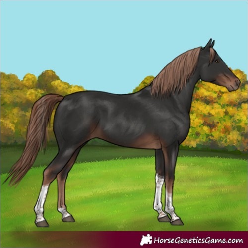 Horse Color:Liver Chestnut Tobiano 