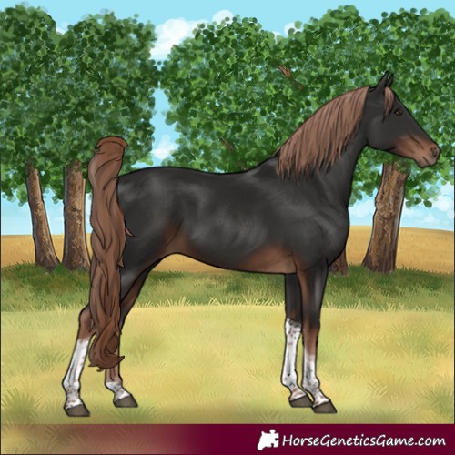 Horse Color:Liver Chestnut Tobiano 
