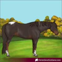 Horse Color:Liver Chestnut Tobiano 
