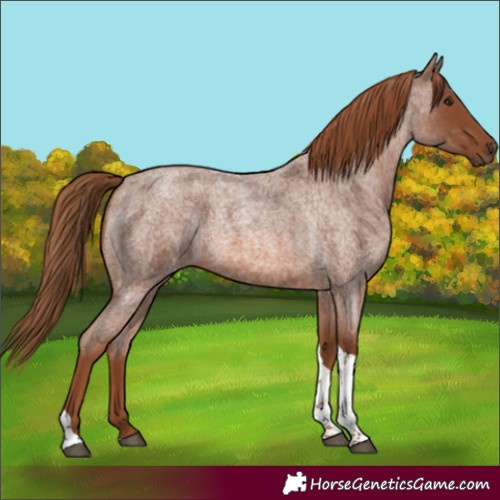 Horse Color:Red Roan Tobiano 