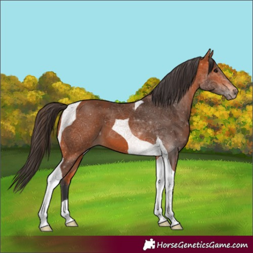 Horse Color:Bay Tobiano 