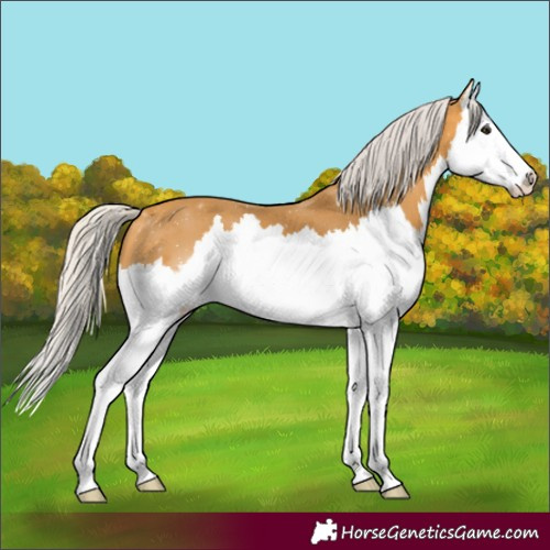 Horse Color:Silver Buckskin Splash